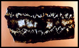 Trent Sagenitic Agate
