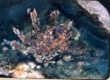 Yachats Beach Agate