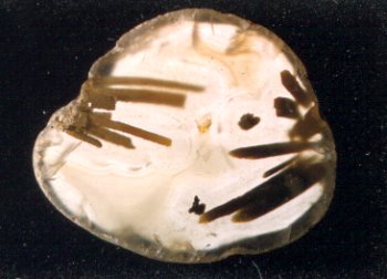 Yachats Sagenitic Beach Agate