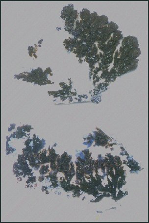 Marfa Plume Agate