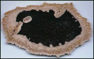 Palm Wood Agate