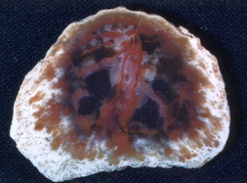 Cisco Agate