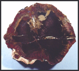 Escalante Agatized Wood
