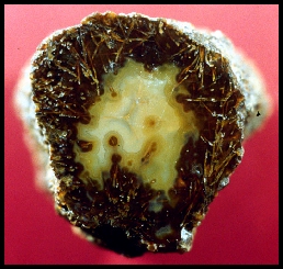 Sagenitic Agate