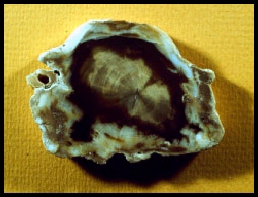 Petrified Wood