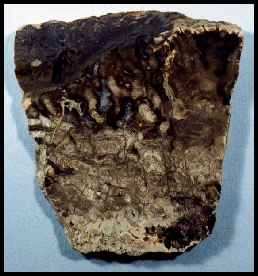 Algae Agate