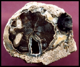 Eden Valley Agatized Wood