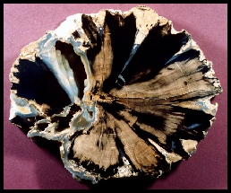 Eden Valley Agatized Wood