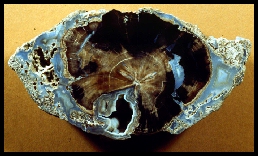 Eden Valley Agatized Wood