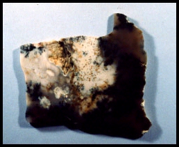 Spanish Point Dendritic Agate