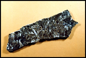 "Turitella" Agate