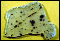 Wiggins Fork Dendritic Agate