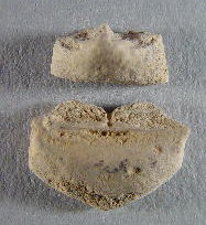Aglaocrinus sp.