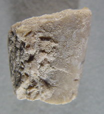 Aviculopinna peracuta