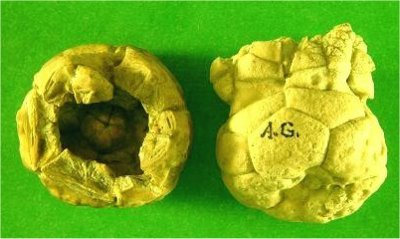 Ethelocrinus sp. cf. magister