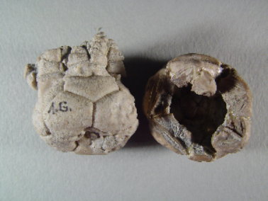 Ethelocrinus sp. cf. magister