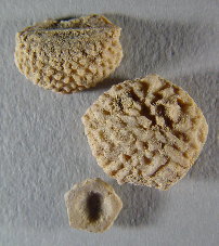 Ethelocrinus sp. cf. magister
