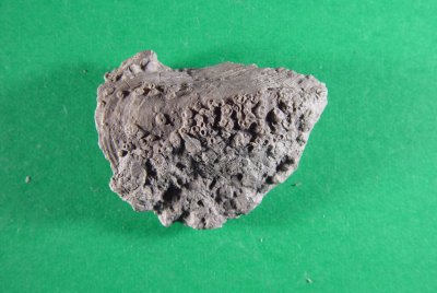 Myalina sp.