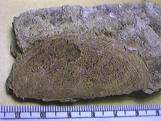 Isogramma millepunctata