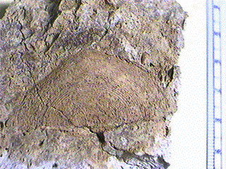 Isogramma millepunctata