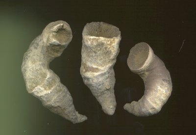 Corallites of Caninia torquia