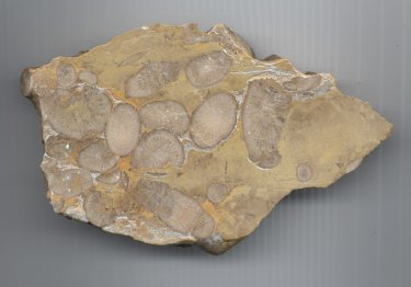 Pseudozaphrentoides verticillatus