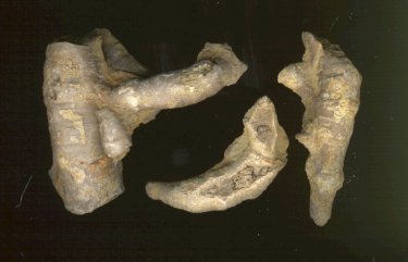 Pseudozaphrentoides verticillatus