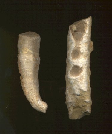 Pseudozaphrentoides verticillatus