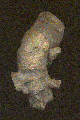 Pseudozaphrentoides verticillatus