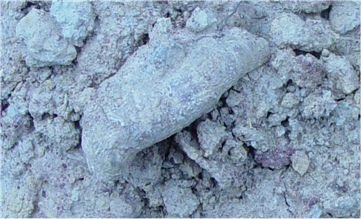Pseudozaphrentoides verticillatus in place