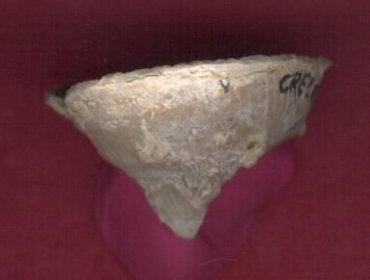Geyerophyllum patulum