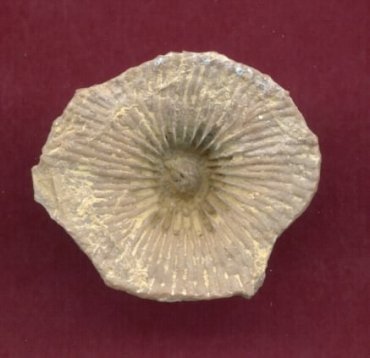 Geyerophyllum patulum