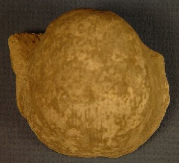 Antiquatonia portlockianus