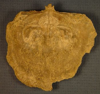 Antiquatonia portlockianus
