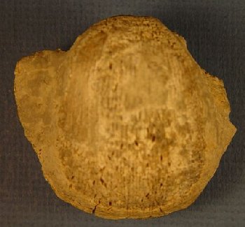 Antiquatonia portlockianus