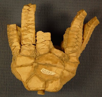 Delocrinus vastus