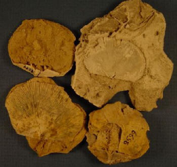 Derbyia crassa