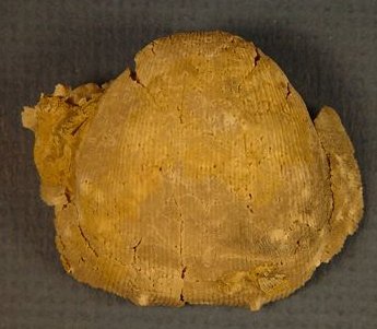 Linoproductus prattenianus