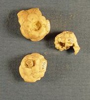 Microcaracrinus twenhofeli