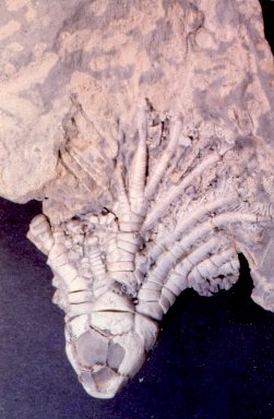 Nebraskacrinus tourteloti