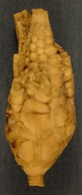 Nebraskacrinus tourteloti
