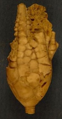 Nebraskacrinus tourteloti