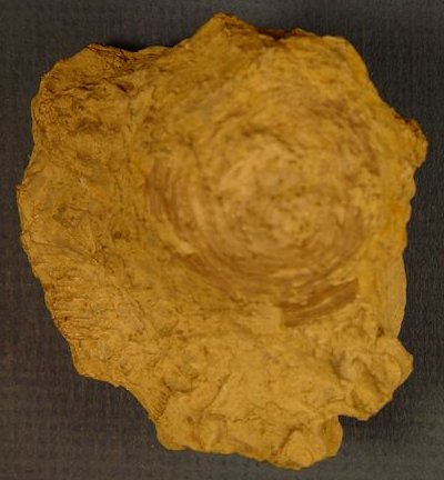 Orbiculoidea sp. cf. O. missouriensis