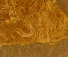 Serpulopsis sp. cf. S. insita