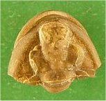 Ditomopyge scitula