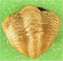 Ditomopyge scitula