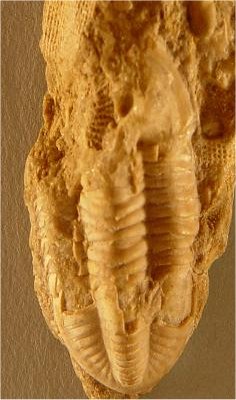 Undescribed genus and species