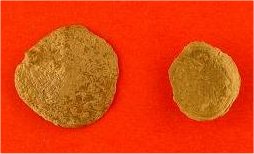 Crania modesta
