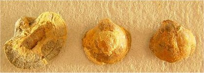 Crurithyris planoconvexa