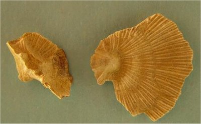 Derbyia crassa